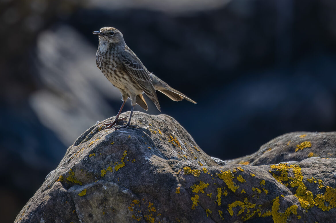 Photo of a rock pipit standing on a rock