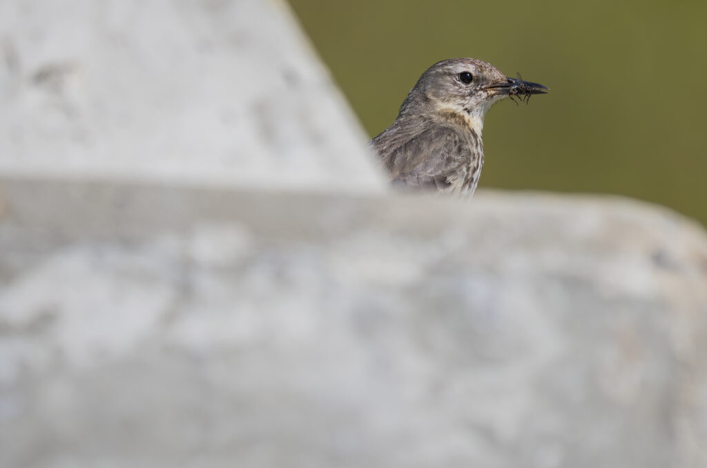 Photo of a rock pipit perched on top of a concrete barrier with invertebrates in its beak