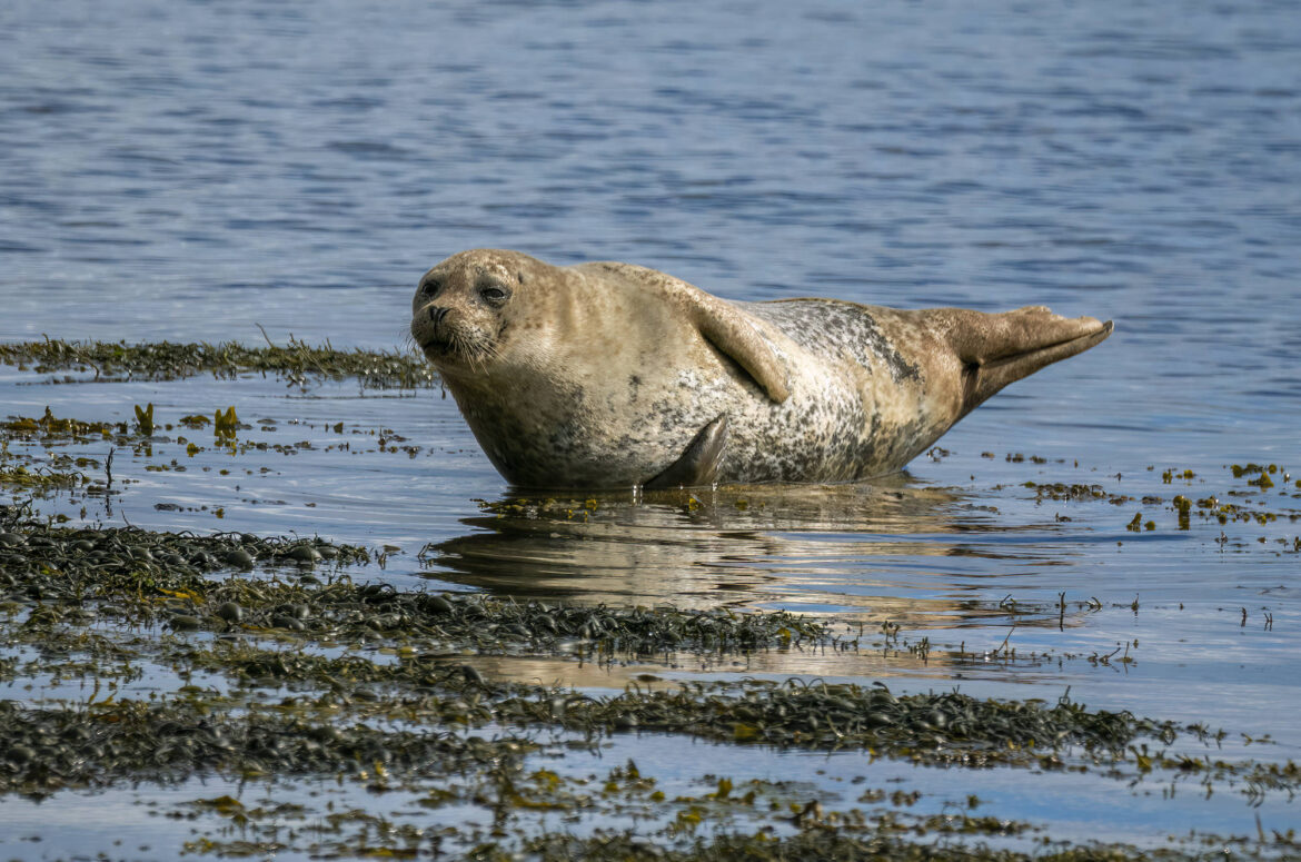 Photo of a harbour seal hauled out in shallow water