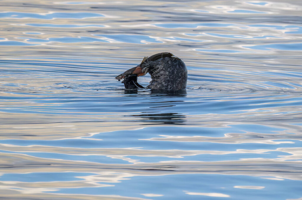 Photo of a harbour seal eating a fish in the water