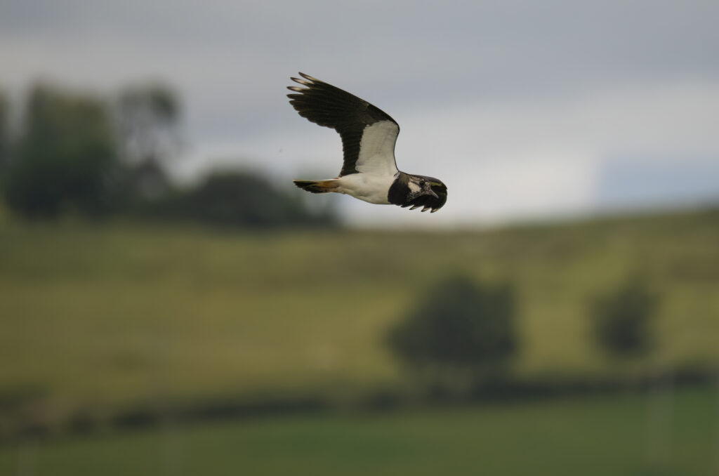 Lapwing in flight with fields and trees in the background