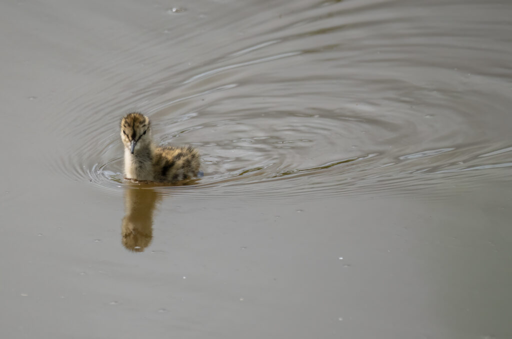 Redshank chick swimming across a body of water
