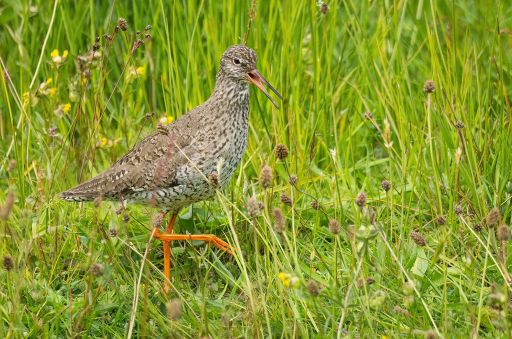 Redshank walking and calling in long grass