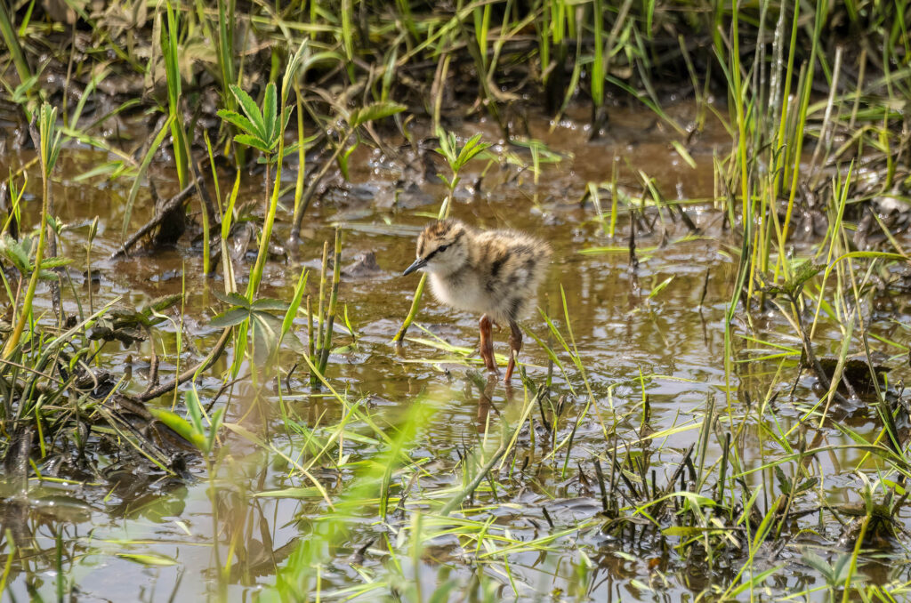 Redshank chick walking across a wetland environment