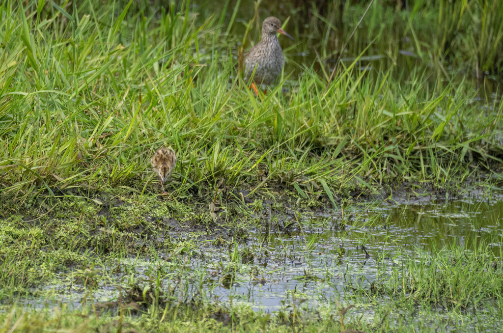 Redshank adult and chick in a wetland environment