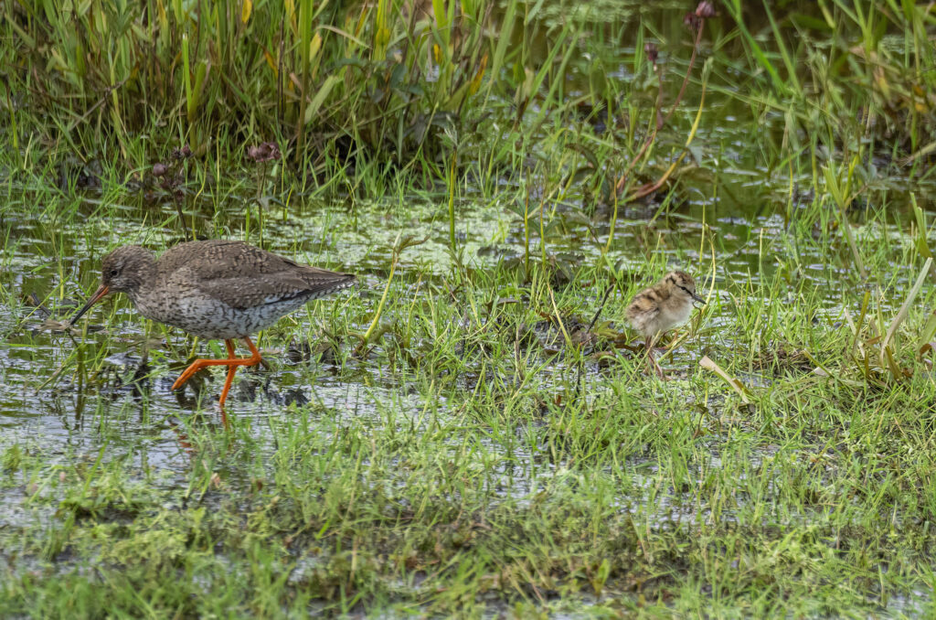 Redshank adult and chick in a wetland environment