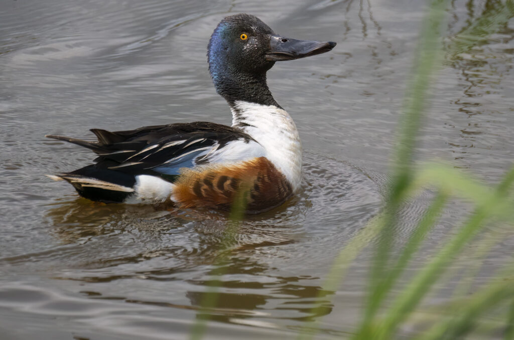 Drake shoveler duck swimming with his beak pointed upwards
