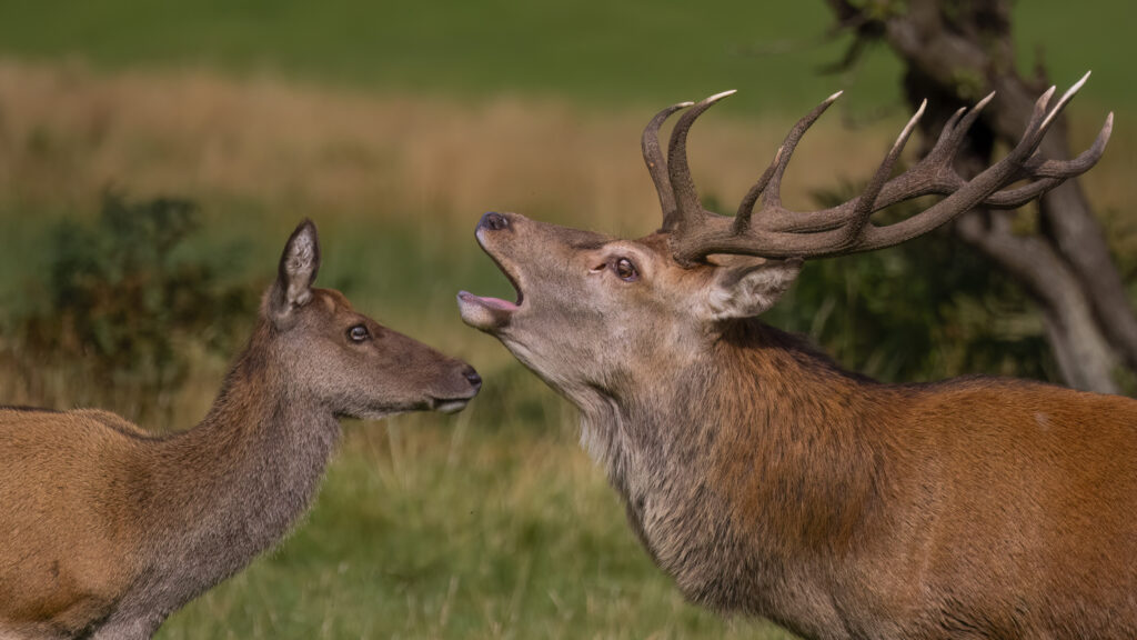 Photo of a red deer stag bellowing while a hind looks at home