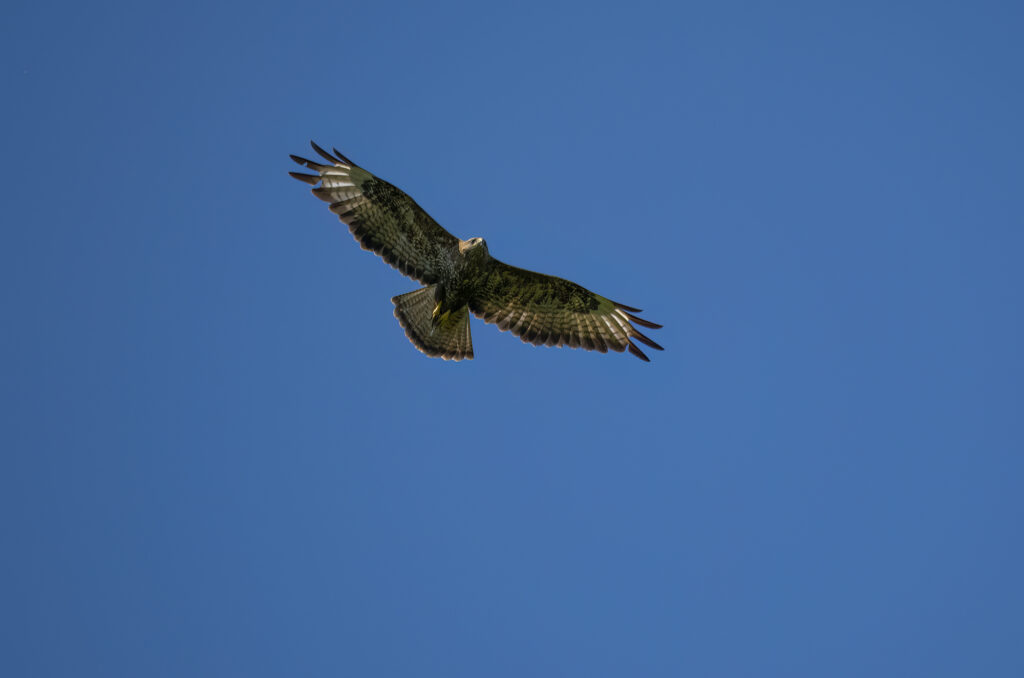 Photo of a buzzard in flight