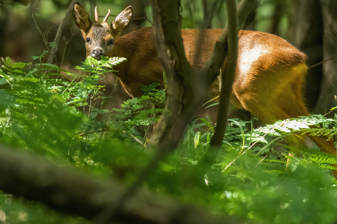 Photo of a roe deer buck eating a fern