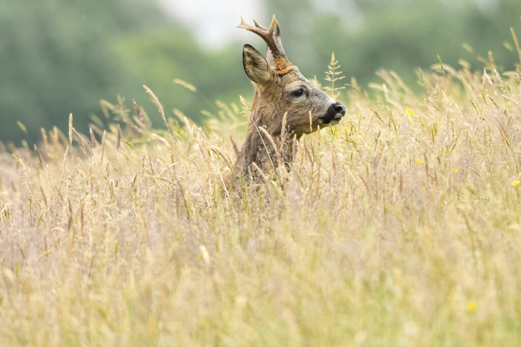 Roe deer buck standing in long grass