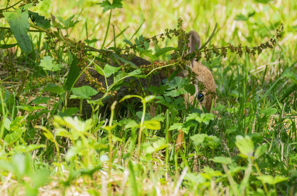 Photo of a rabbit sitting in vegetation