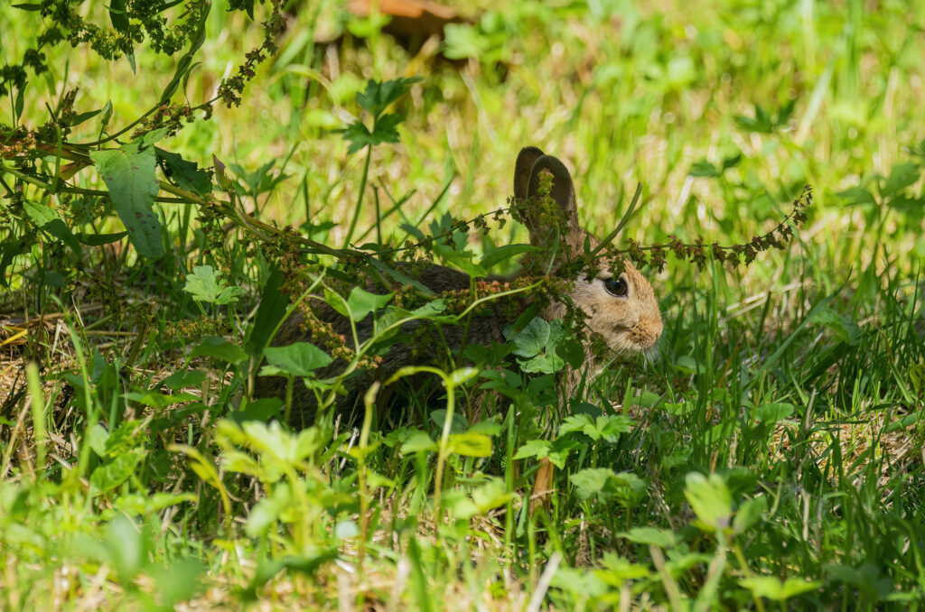 Photo of a rabbit sitting in vegetation