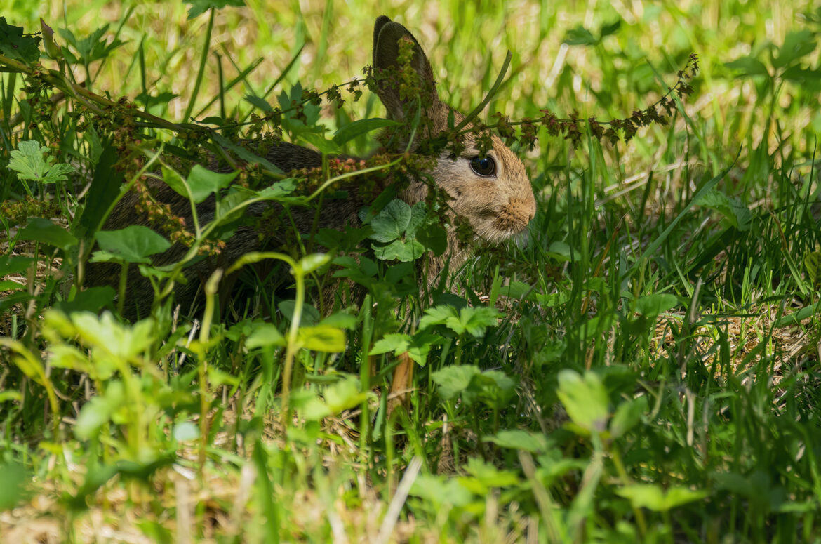 Photo of a rabbit sitting in vegetation
