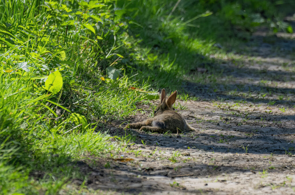 Photo of a rabbit lying on a path next to grass