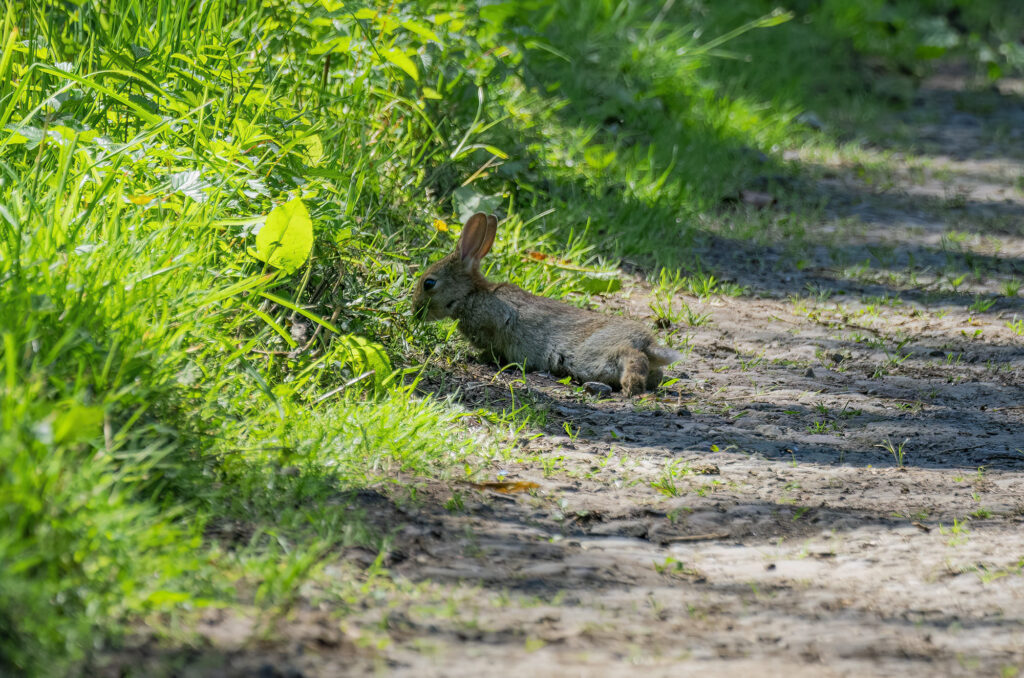 Photo of a rabbit stretched out on a path next to grass, which it is sniffing