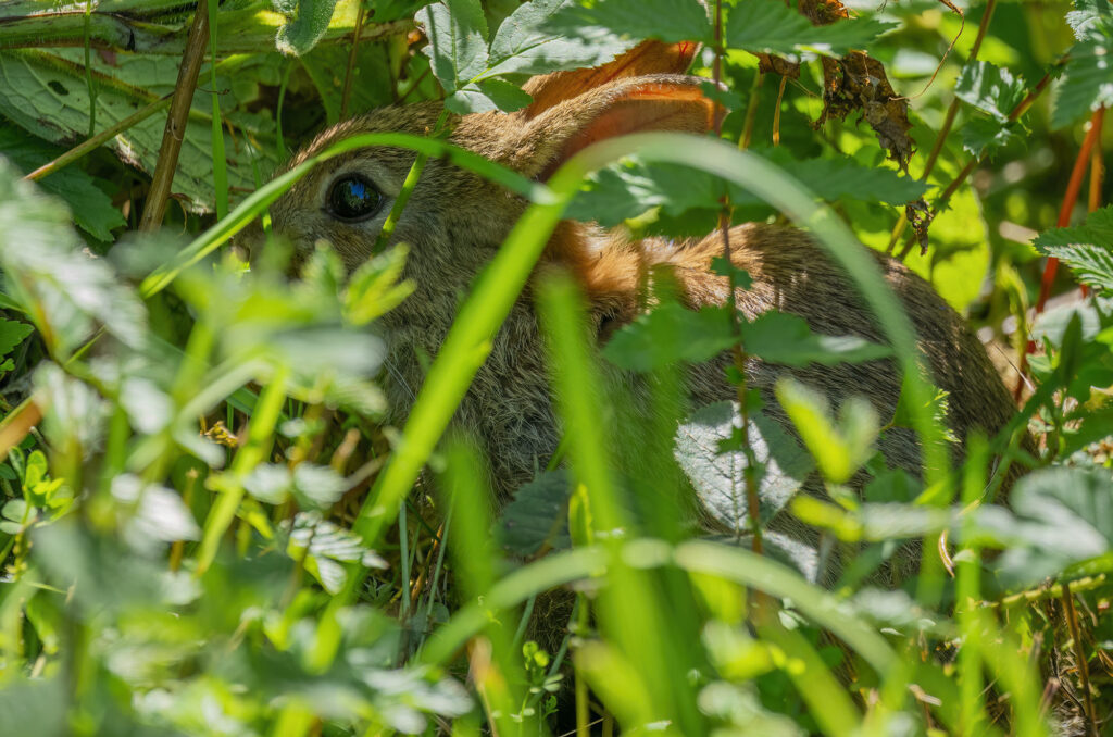 Photo of a rabbit sheltering in the undergrowth