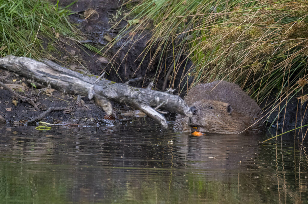 Female beaver sitting in water and eating a carrot