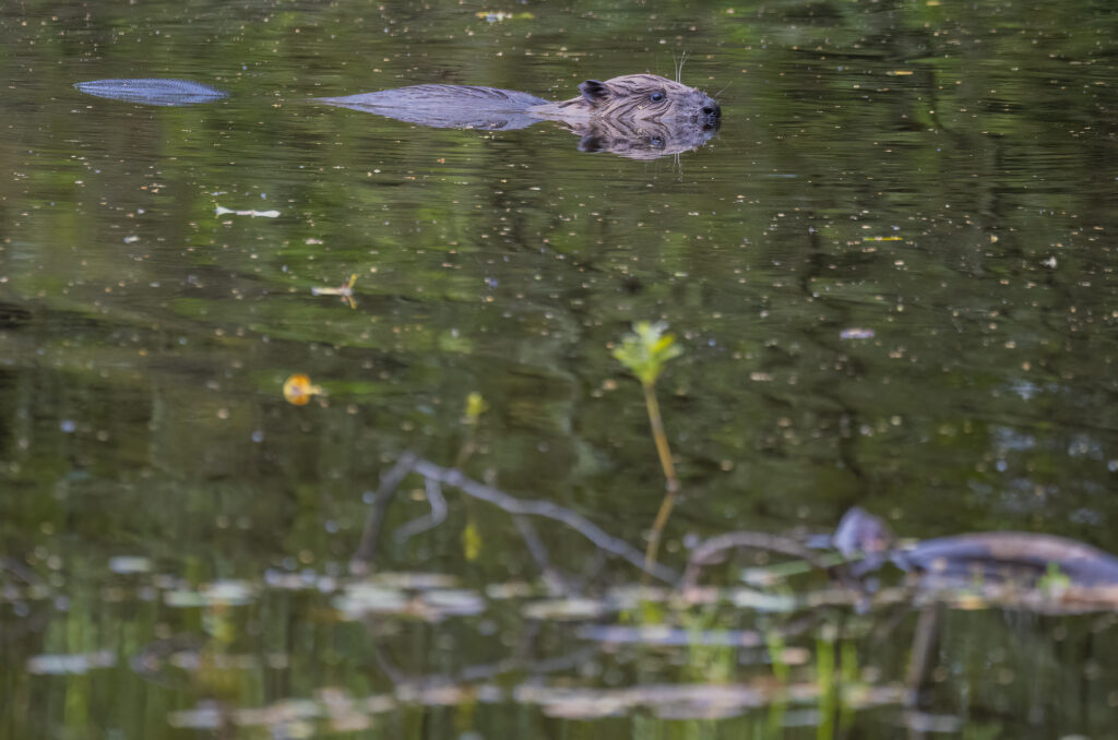 Beaver at the surface of the water