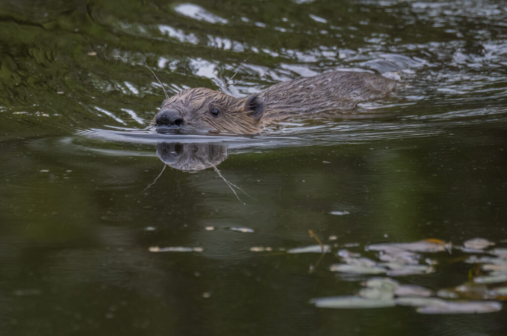 Beaver at the surface of the water