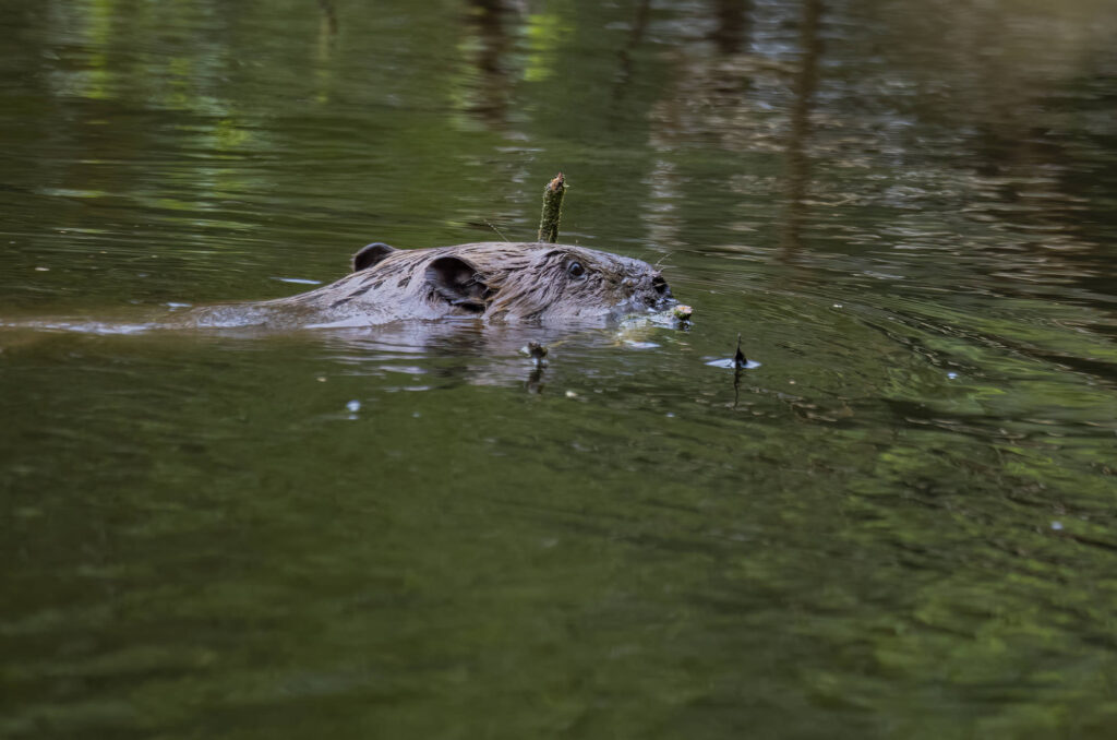 Beaver swimming with twigs in its mouth