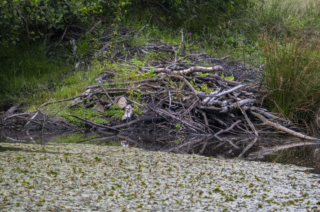 Beaver lodge at the bank of a large pond