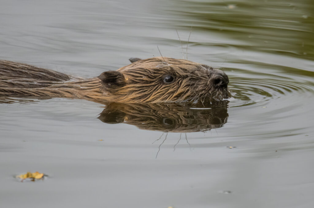 Beaver with its nose lifted up out of the water