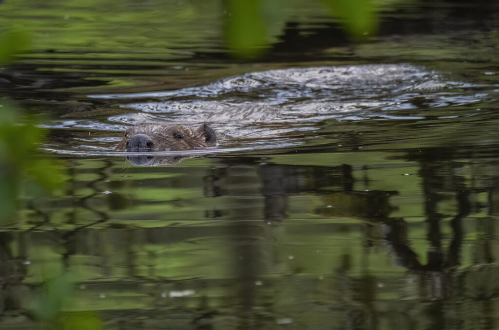 Beaver swimming at the surface of the water