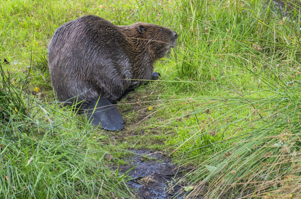 Female beaver on a grassy bank