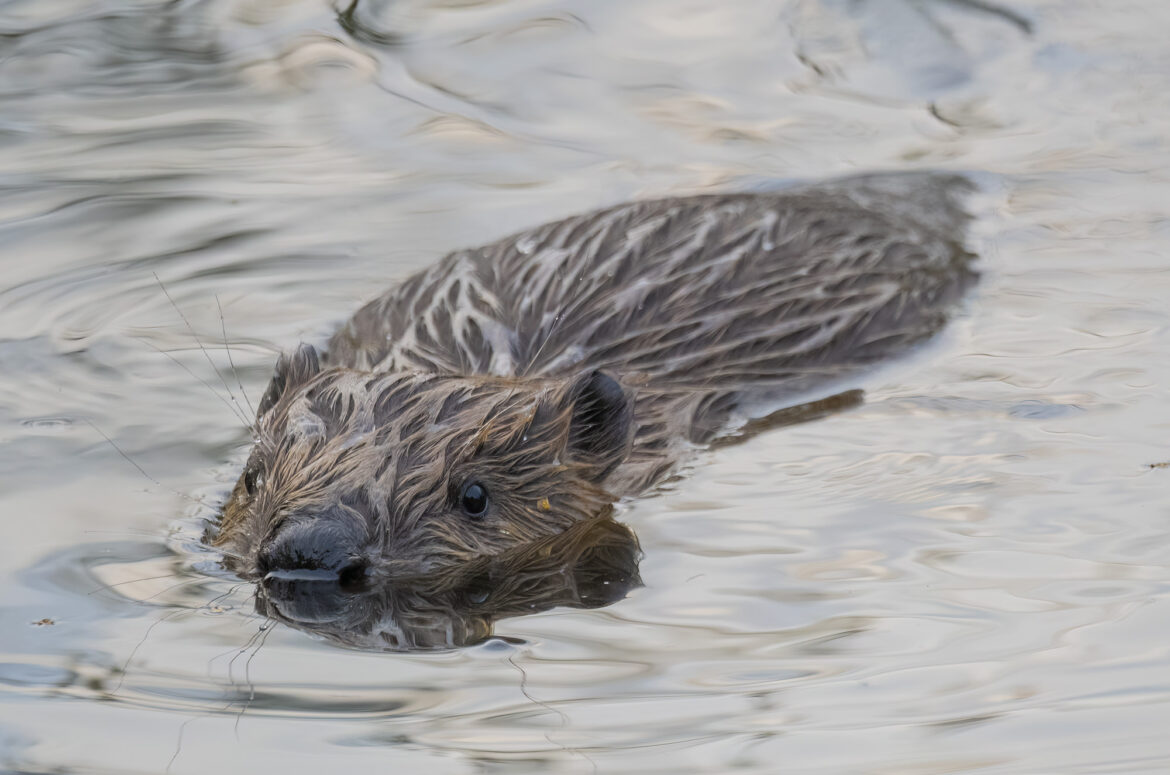 Beaver at the surface of the water