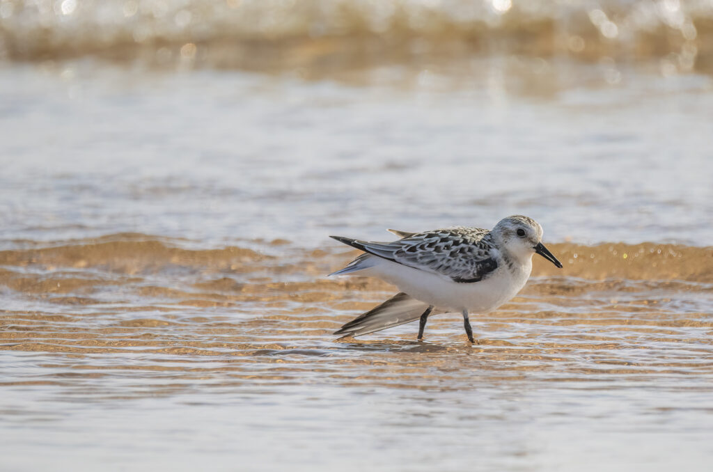Sanderling standing in shallow water