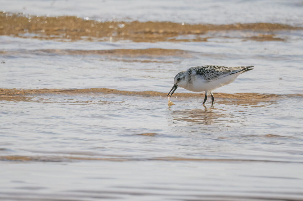 Sanderling feeding in shallow water