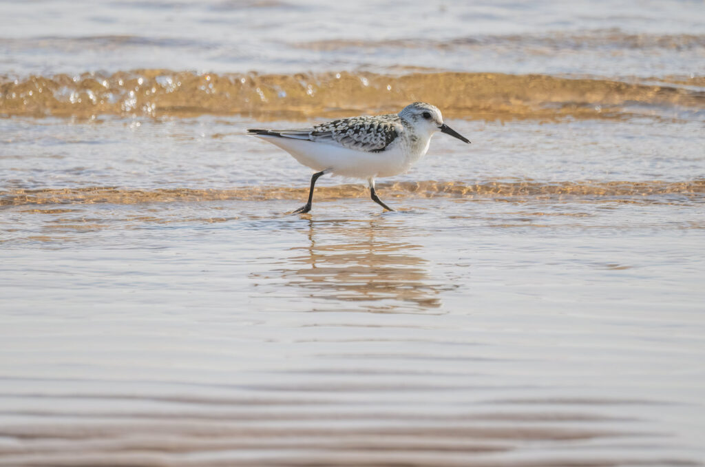 Sanderling running along the water's edge