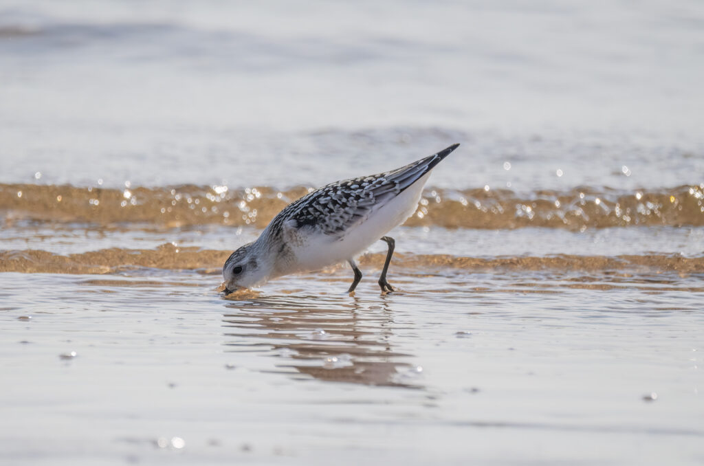 Sanderling feeding in shallow water