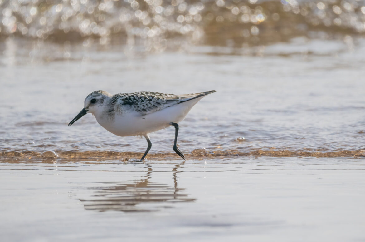 Sanderling running along the water's edge
