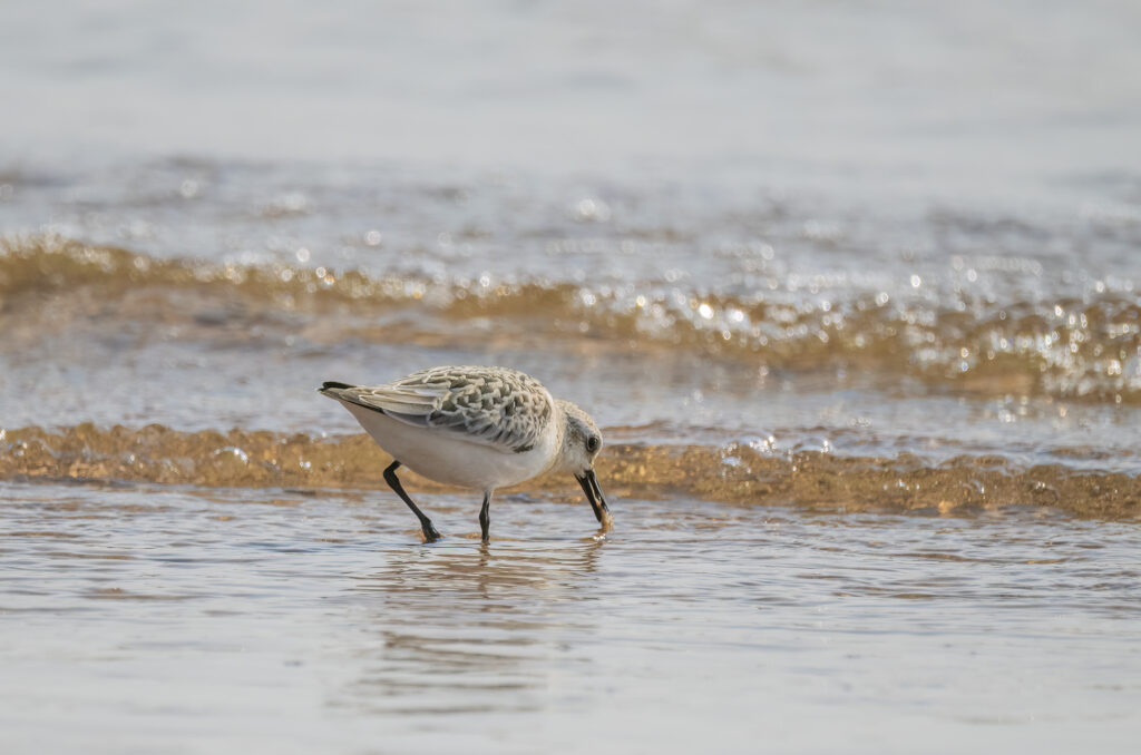 Sanderling feeding in shallow water