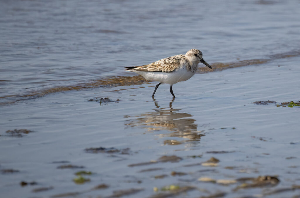 Sanderling walking in shallow water