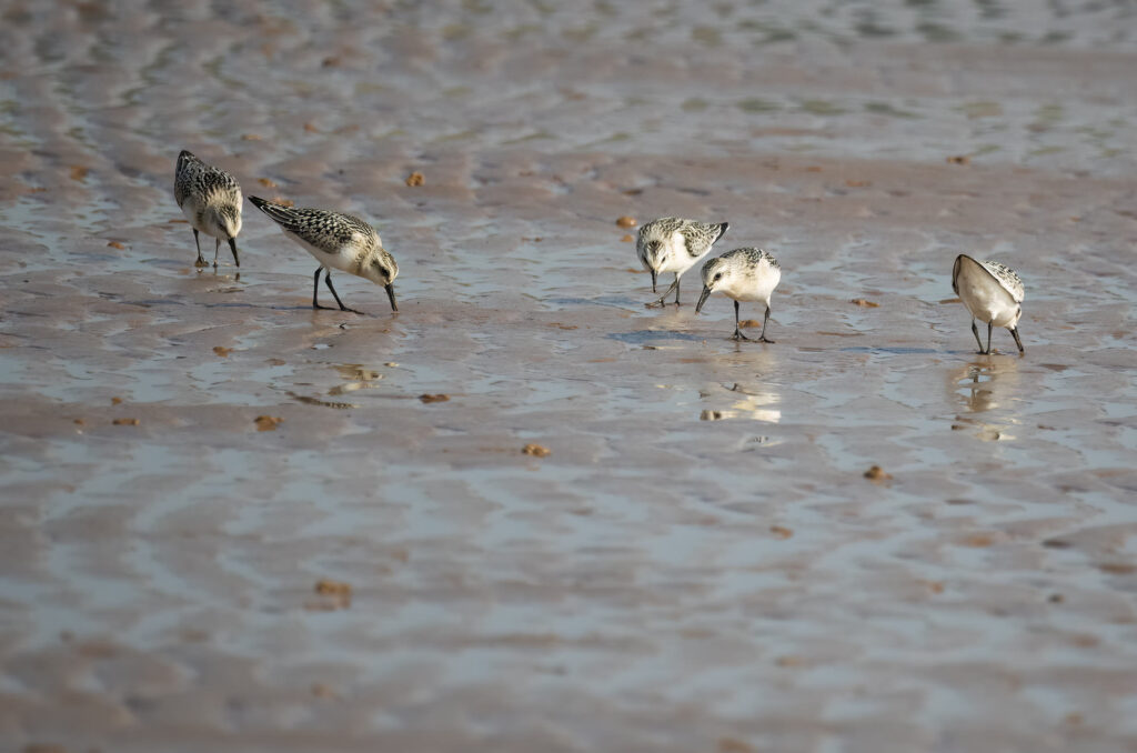 A flock of sanderlings feeding on the wet sand