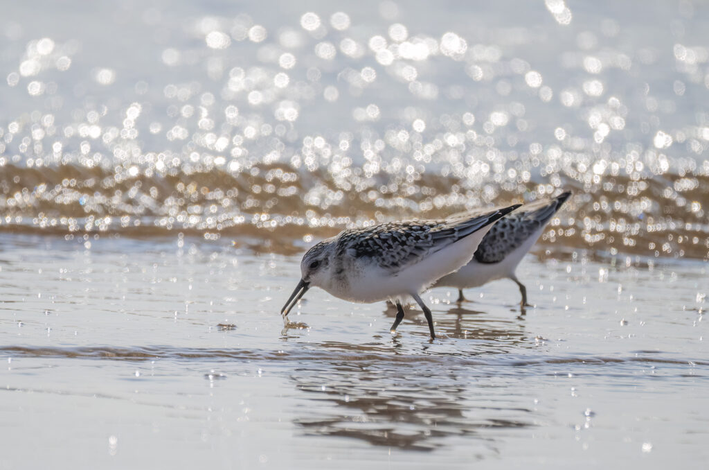 A pair of sanderlings feeding in shallow water