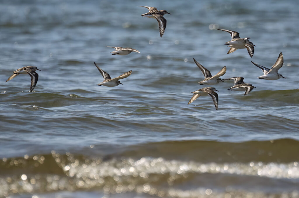 A flock of sanderlings in flight above the sea