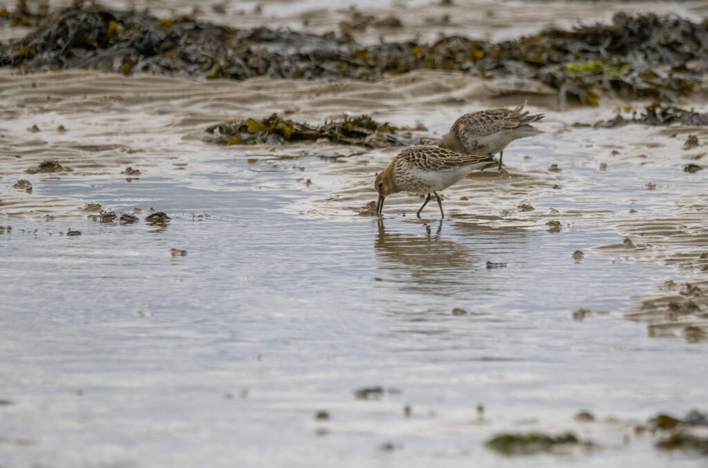 A pair of dunlins feeding in sand with clumps of seaweed in the background
