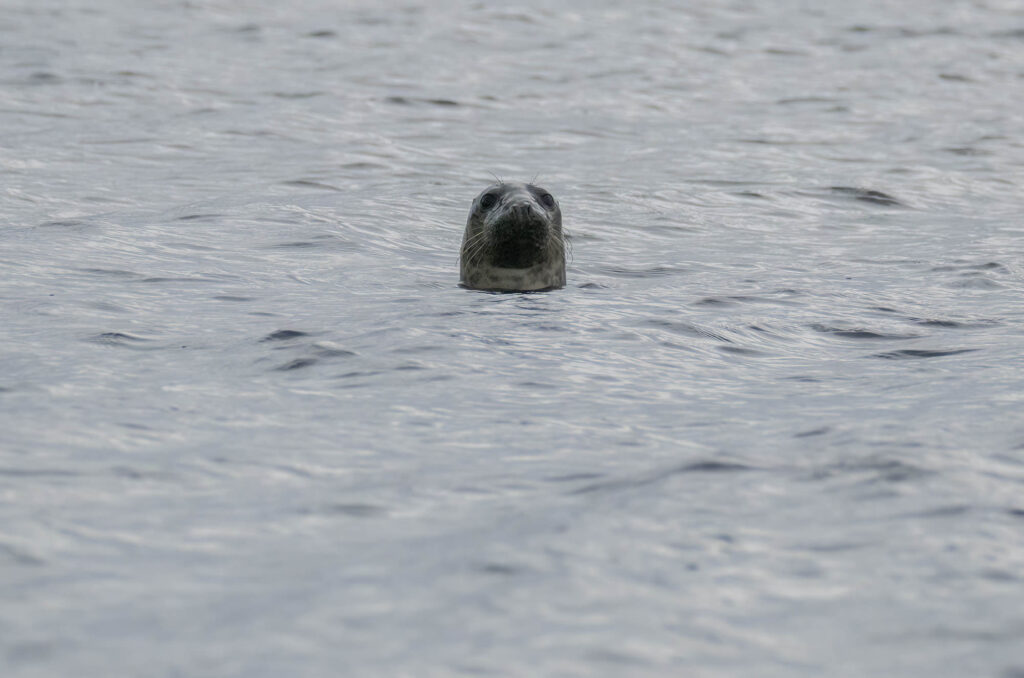 Grey seal sticking its head up above the water