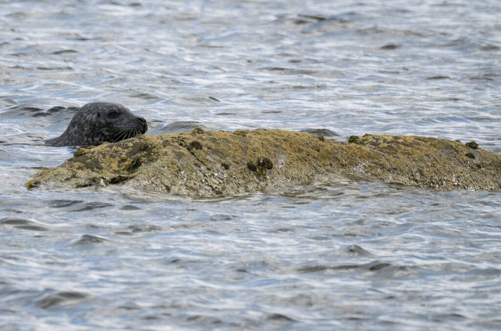 Harbour seal swimming towards a rock to haul out