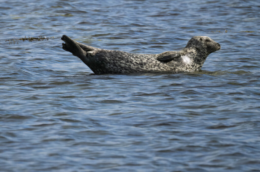 Harbour seal stretched out at the surface of the water