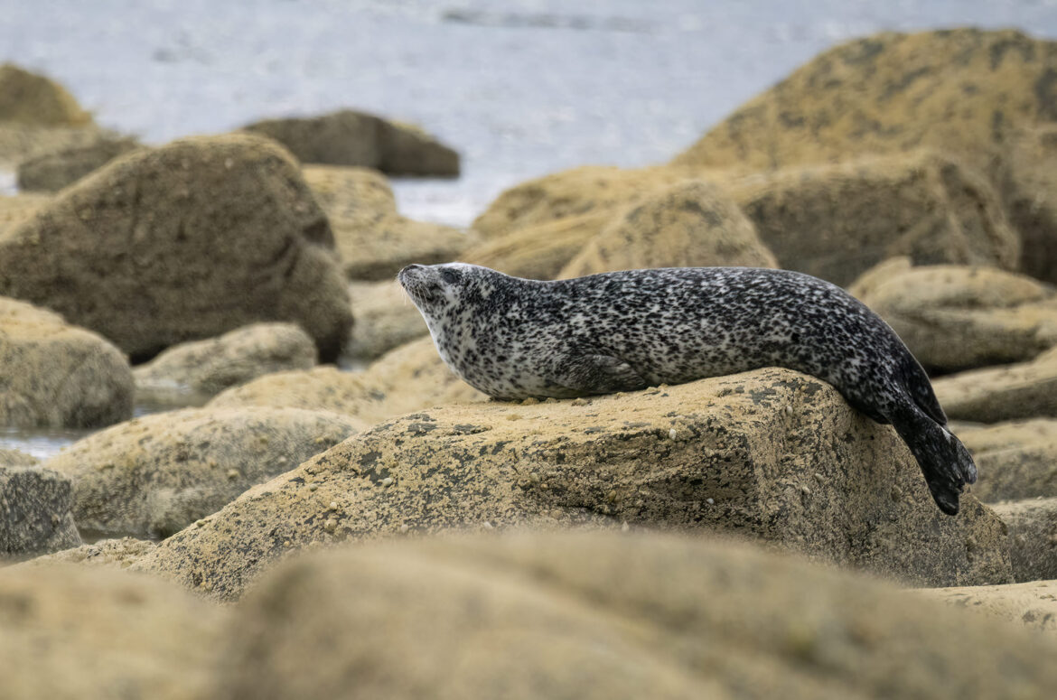 Harbour seal stretched out on a rock and looking up