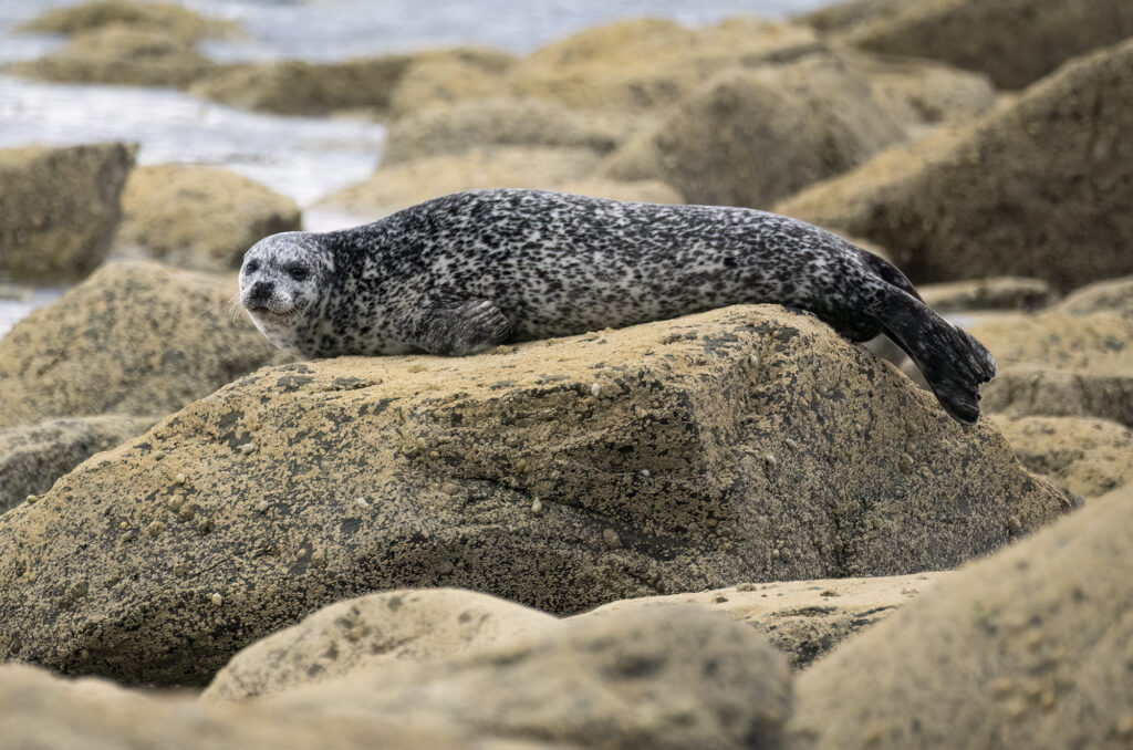 Harbour seal stretched out on a rock