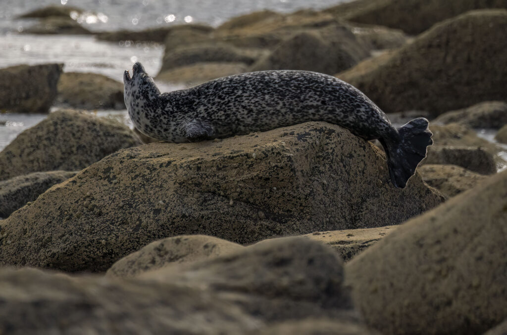 Harbour seal yawning and stretching on a rock