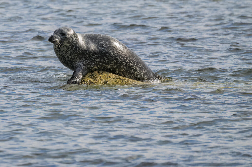 Harbour seal hauled out on a rock surrounded by water