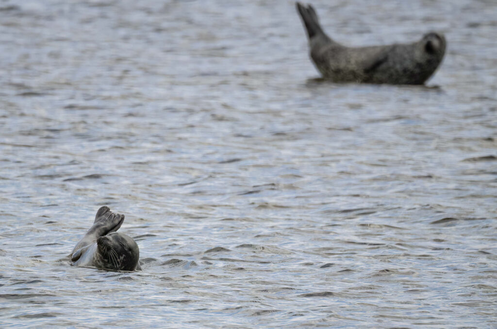 Harbour seal resting in the water with another seal hauled out on a rock in the background