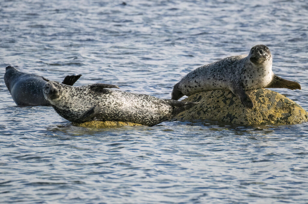 Harbour seals resting on rocks surrounded by water